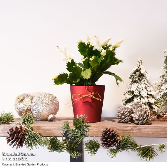 Mini Christmas Cactus in Coloured Pot