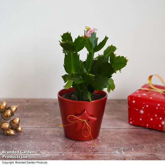 Mini Christmas Cactus in Coloured Pot