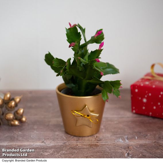 Mini Christmas Cactus in Coloured Pot