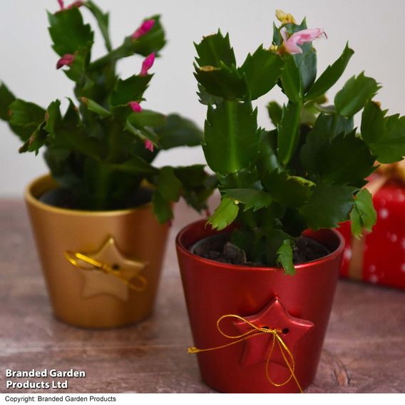 Mini Christmas Cactus in Coloured Pot