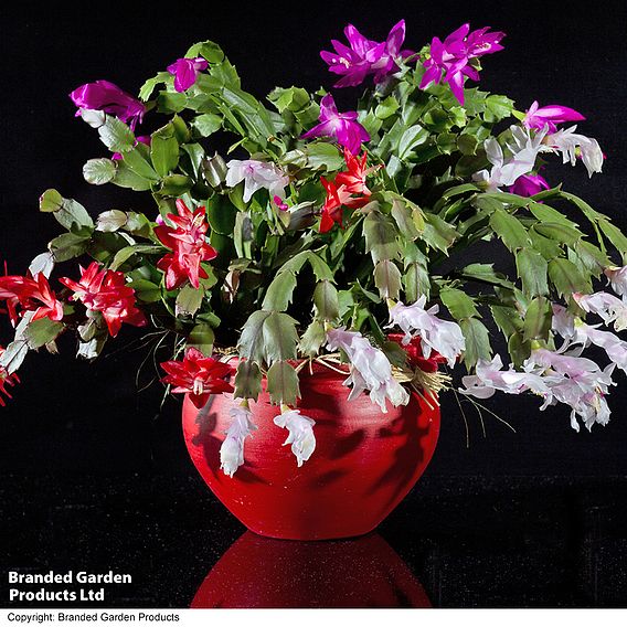 Christmas Cactus 'Tricolour' - Gift