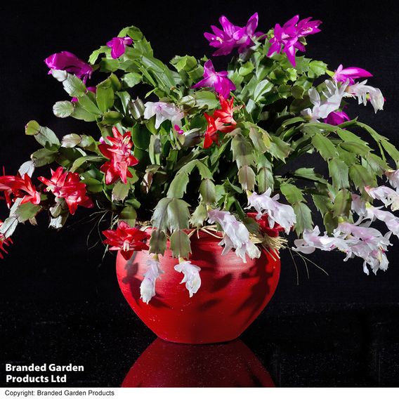 Christmas Cactus Multicoloured - Gift