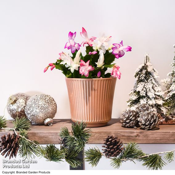 Christmas Cactus Multicoloured - Gift