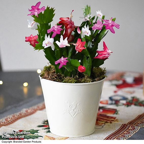 Christmas Cactus 'Tricolour' - Gift