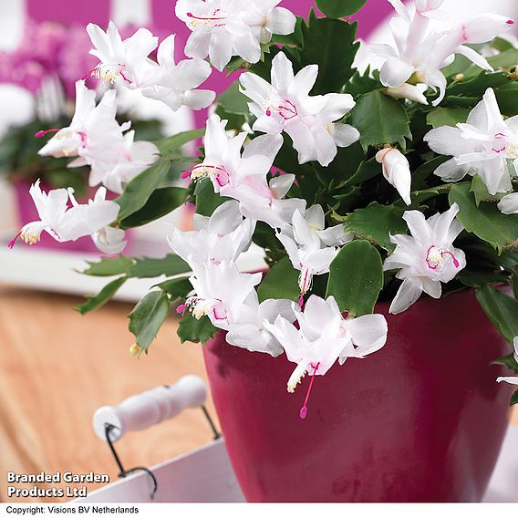 Christmas Cactus 'White' - Gift