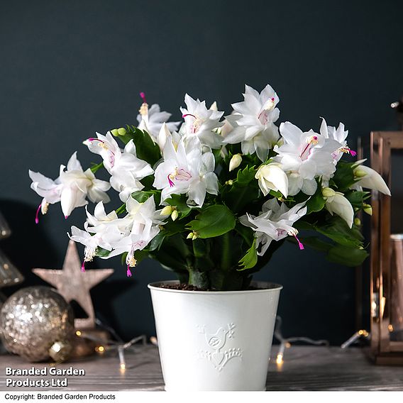 Christmas Cactus 'White' - Gift