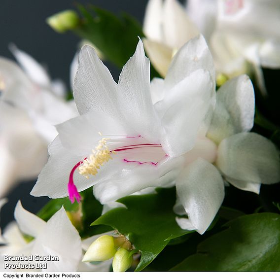 Christmas Cactus 'White' - Gift