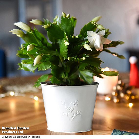 Christmas Cactus 'White' - Gift