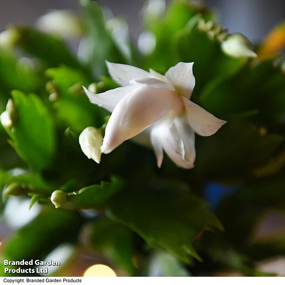 Christmas Cactus 'White' - Gift