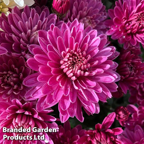 Chrysanthemum 'Amiko Violet'