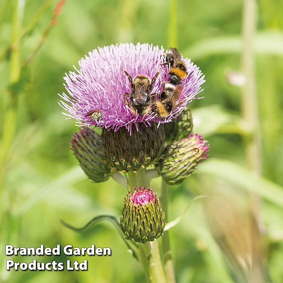 Cirsium 'Pink Blush'