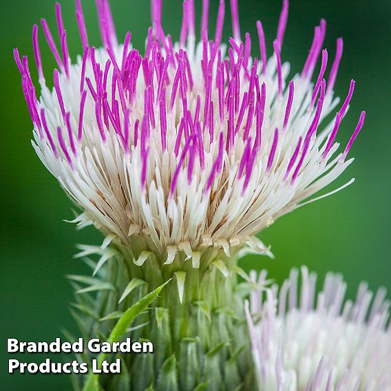 Cirsium 'Pink Blush'