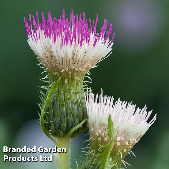 Cirsium 'Pink Blush'