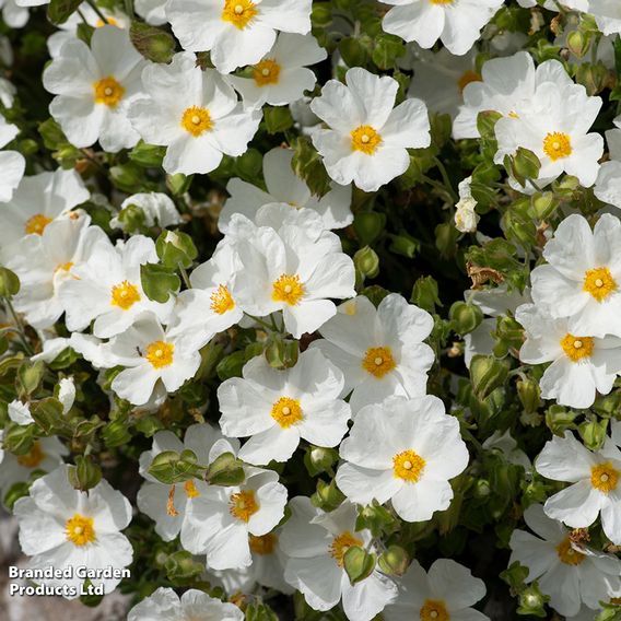 Cistus x obtusifolius 'Thrive'