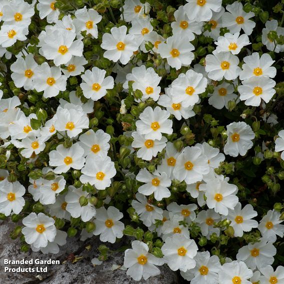 Cistus x obtusifolius 'Thrive'