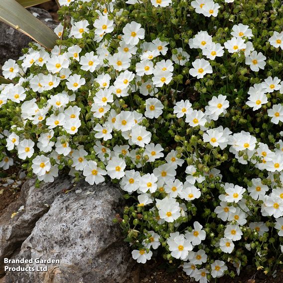 Cistus x obtusifolius 'Thrive'