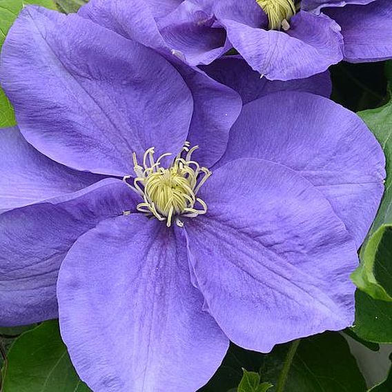 Clematis Kingfisher™ evipo037