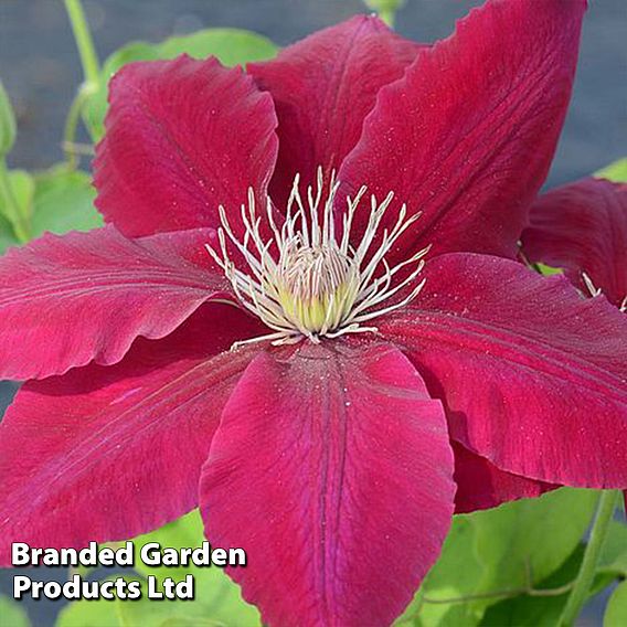 Clematis Rebecca™ evipo016