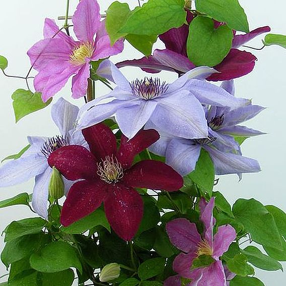 Clematis Trio Rebecca, Ooh La La, Bernadine