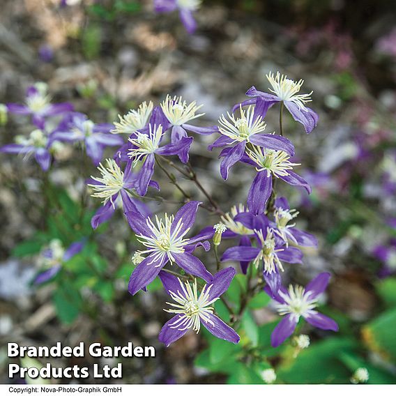 Clematis x aromatica