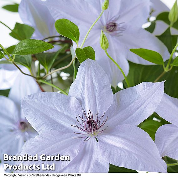 Clematis Bernadine™ evipo061