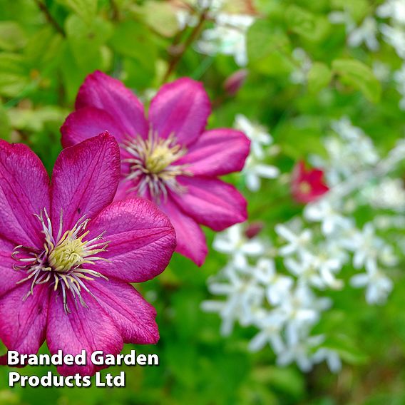 Clematis Bourbon™ evipo018