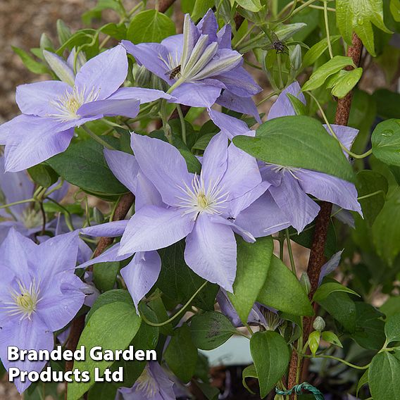 Clematis Cezanne™ evipo023