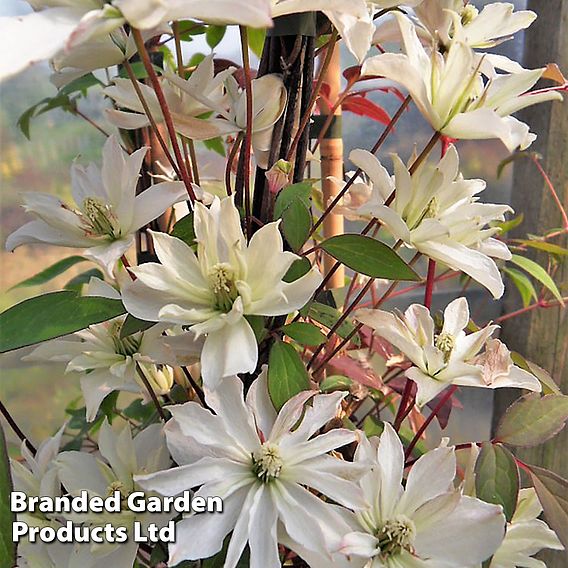 Clematis montana 'Champagne Truffle'