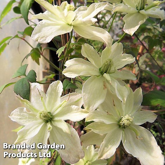 Clematis montana 'Champagne Truffle'