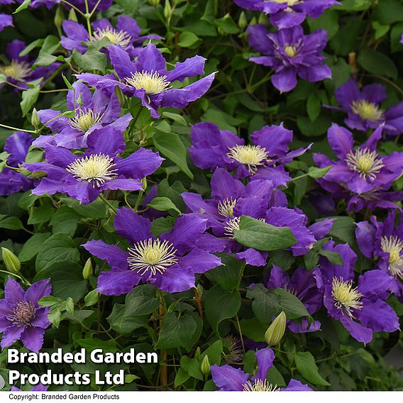 Clematis Chevalier™ evipo040