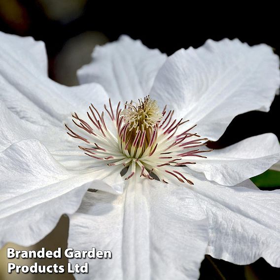 Clematis 'Destiny'