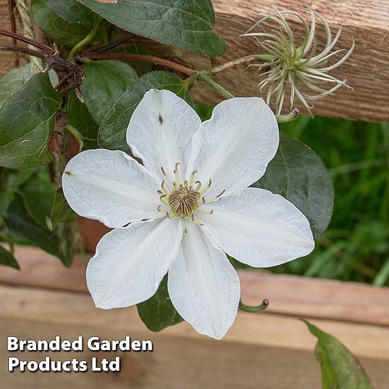 Clematis 'Destiny'