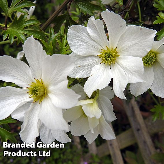 Clematis 'Early Sensation'