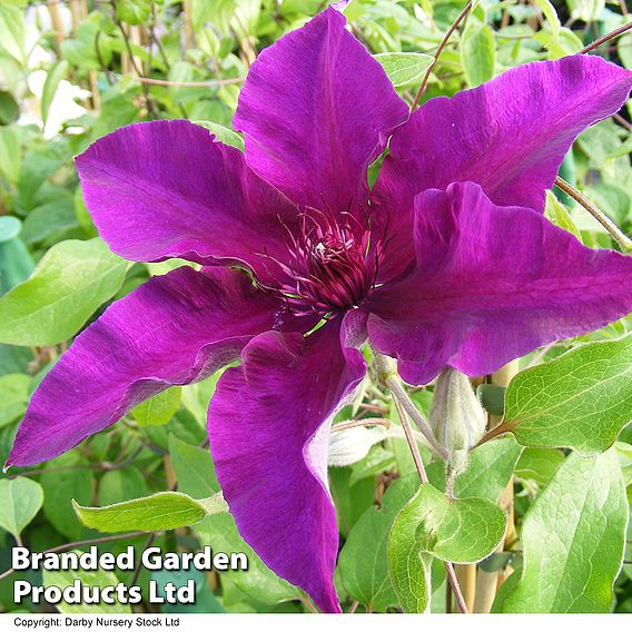 Clematis Fleuri™ evipo042