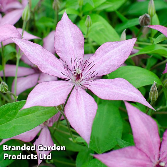 Clematis Giselle™ evipo051