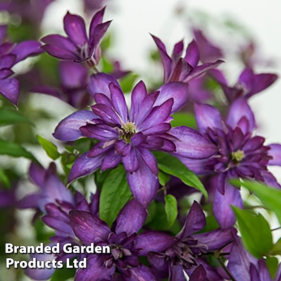 Clematis 'Glorious®™ Day'