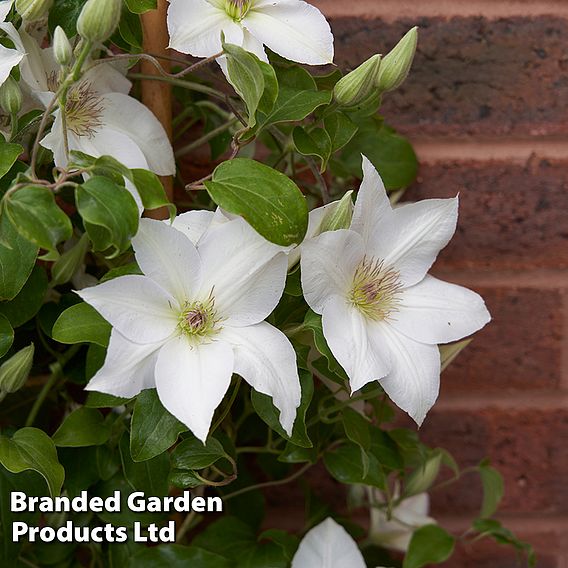 Clematis 'Guernsey Flute'™