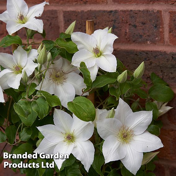 Clematis 'Guernsey Flute'™