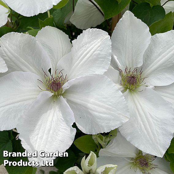 Clematis 'Guernsey Flute'™