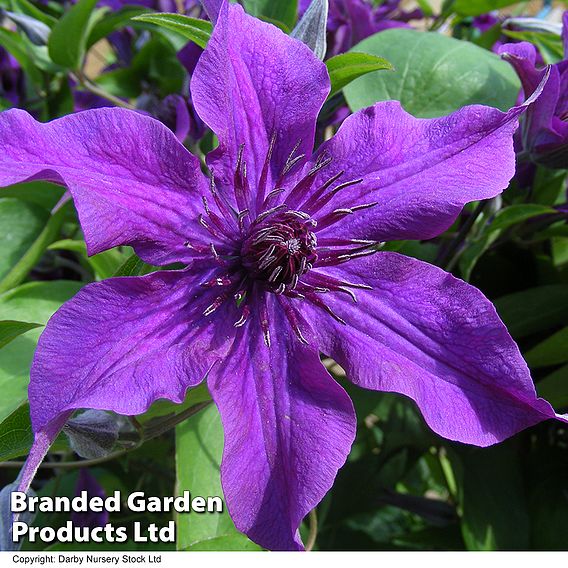 Clematis 'Guiding Promise'™ evipo053