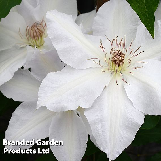 Clematis Hyde Hall™ evipo009