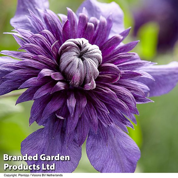 Clematis 'Kokonoe'