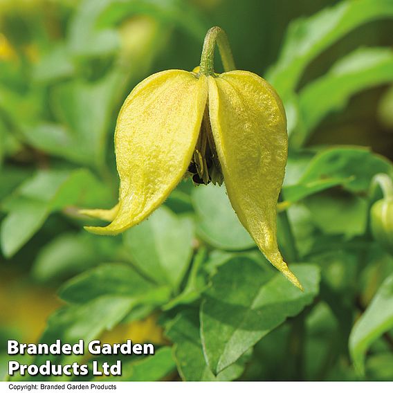 Clematis 'Little Lemons'