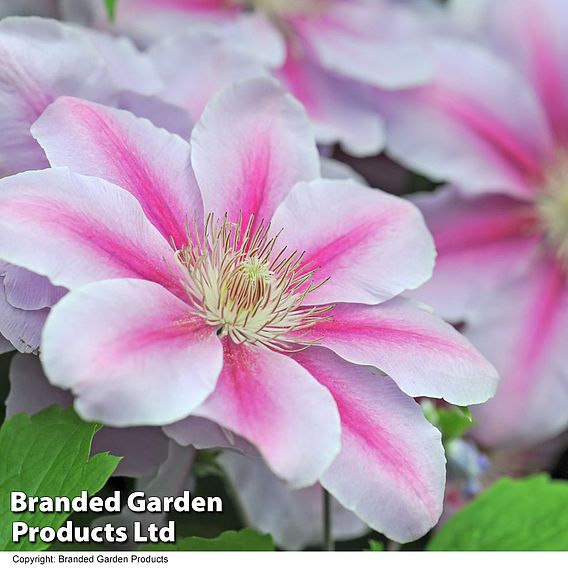 Clematis 'Nelly Moser'