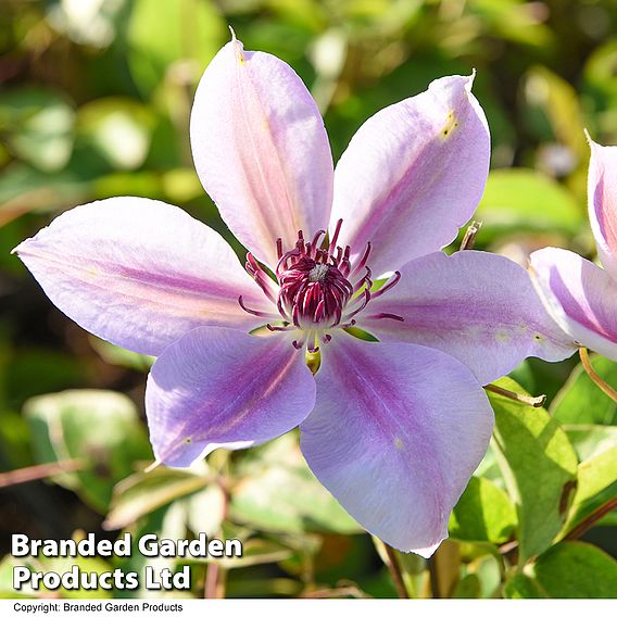 Clematis 'Nelly Moser'