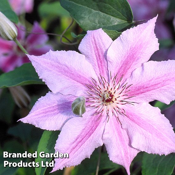 Clematis Ooh La La™ evipo041