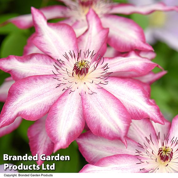 Clematis 'Picotee'