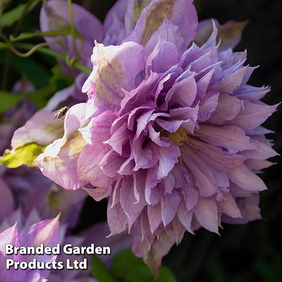 Clematis 'Proteus'