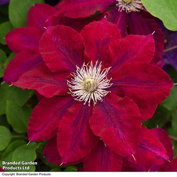 Clematis Rebecca™ evipo016