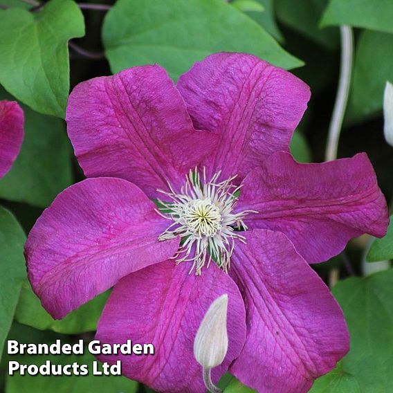 Clematis Rosemoor™ evipo002